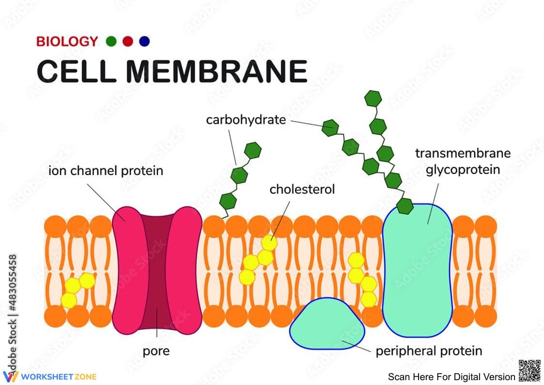Cell Membrane Worksheet: Comprehensive Cell Study - Page 1