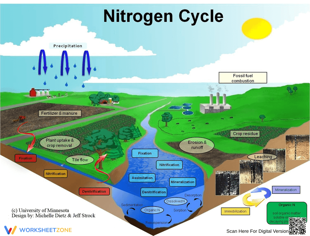 Nitrogen Cycle Worksheet: Ecological Study - Page 1