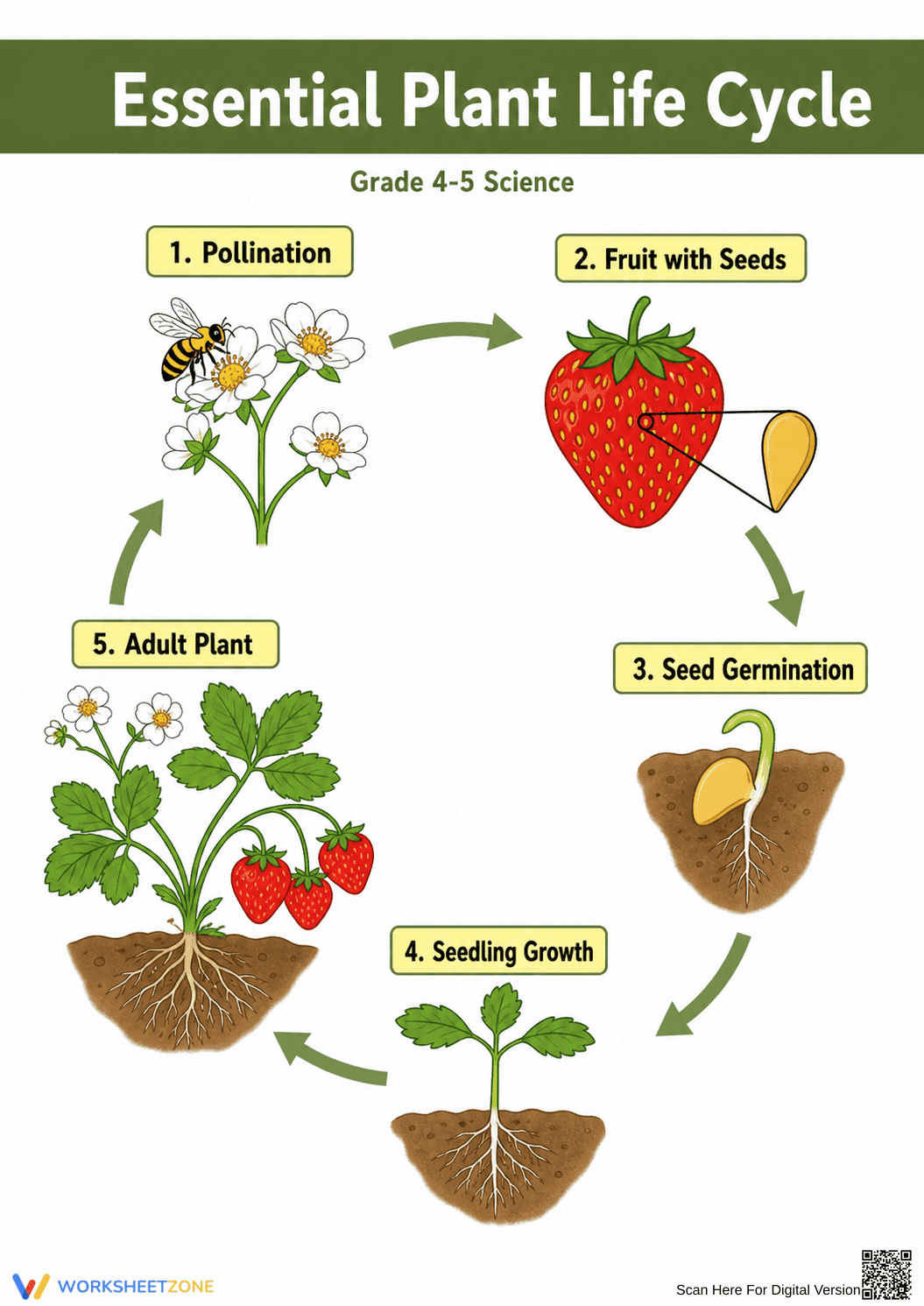 Essential Plant Life Cycle Diagram | Grade 4-5 Science - Page 1