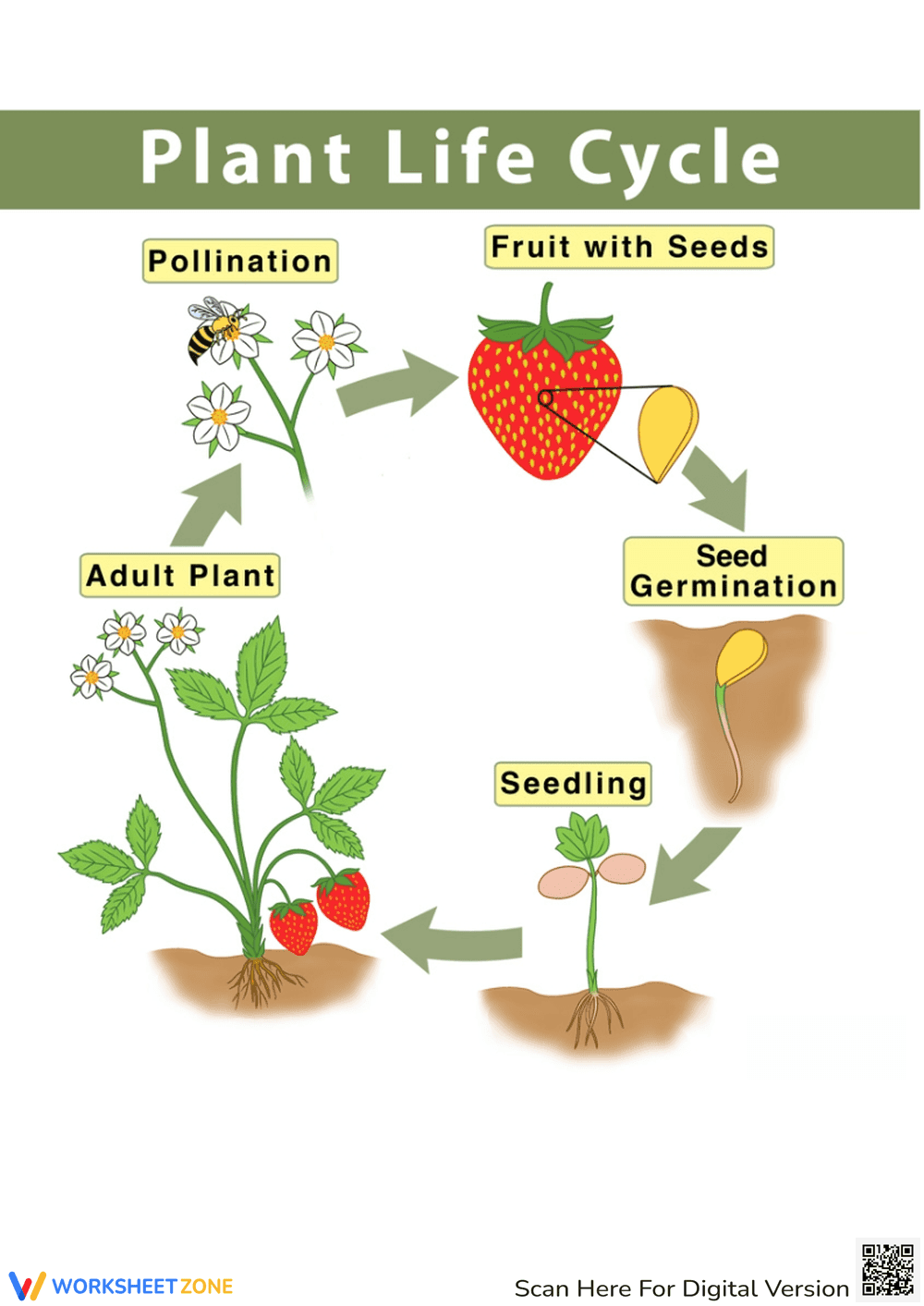 Essential Plant Life Cycle Diagram | Grade 4-5 Science - Page 1