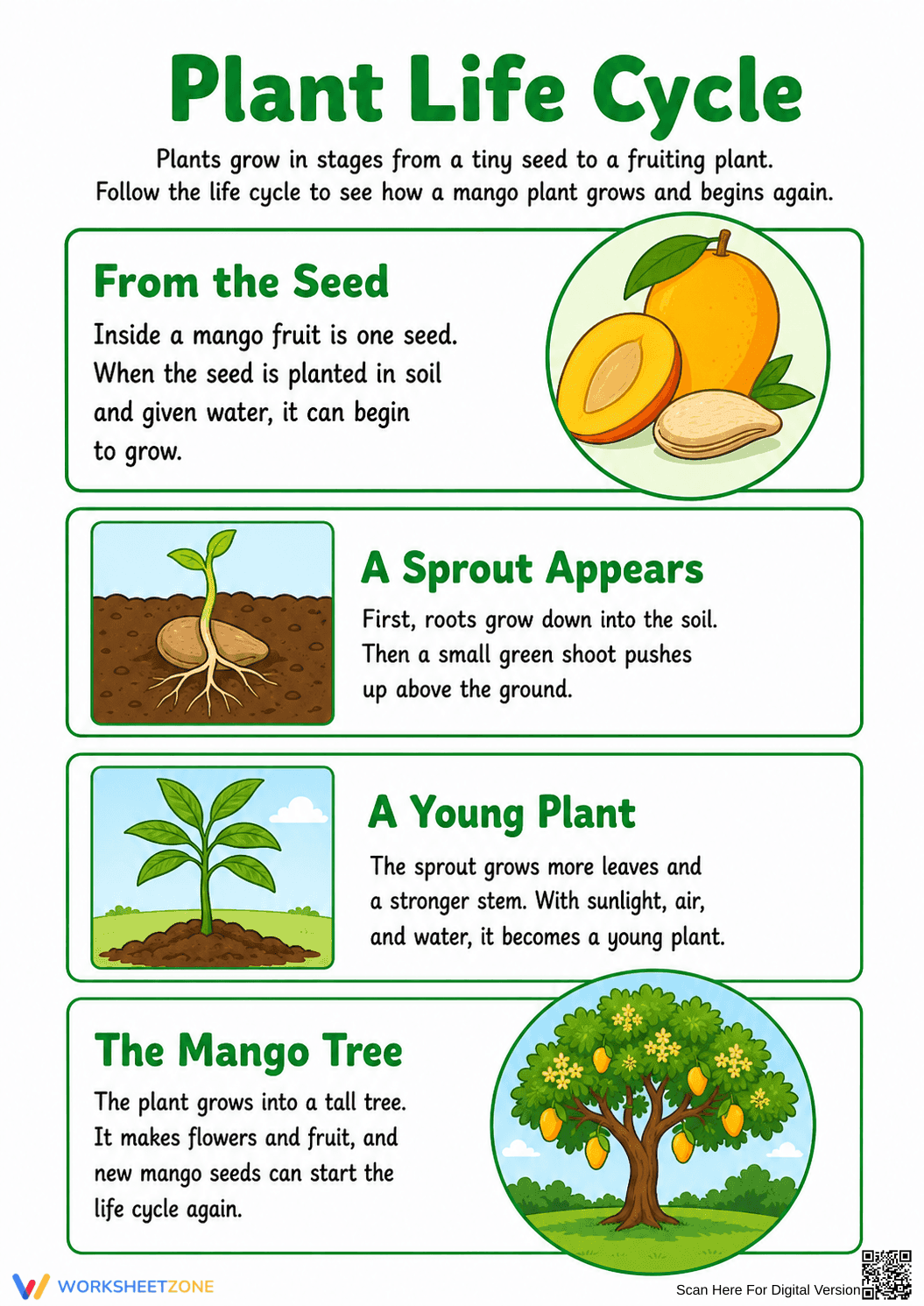 Essential Plant Life Cycle Guide | Grade 3 Science - Page 1