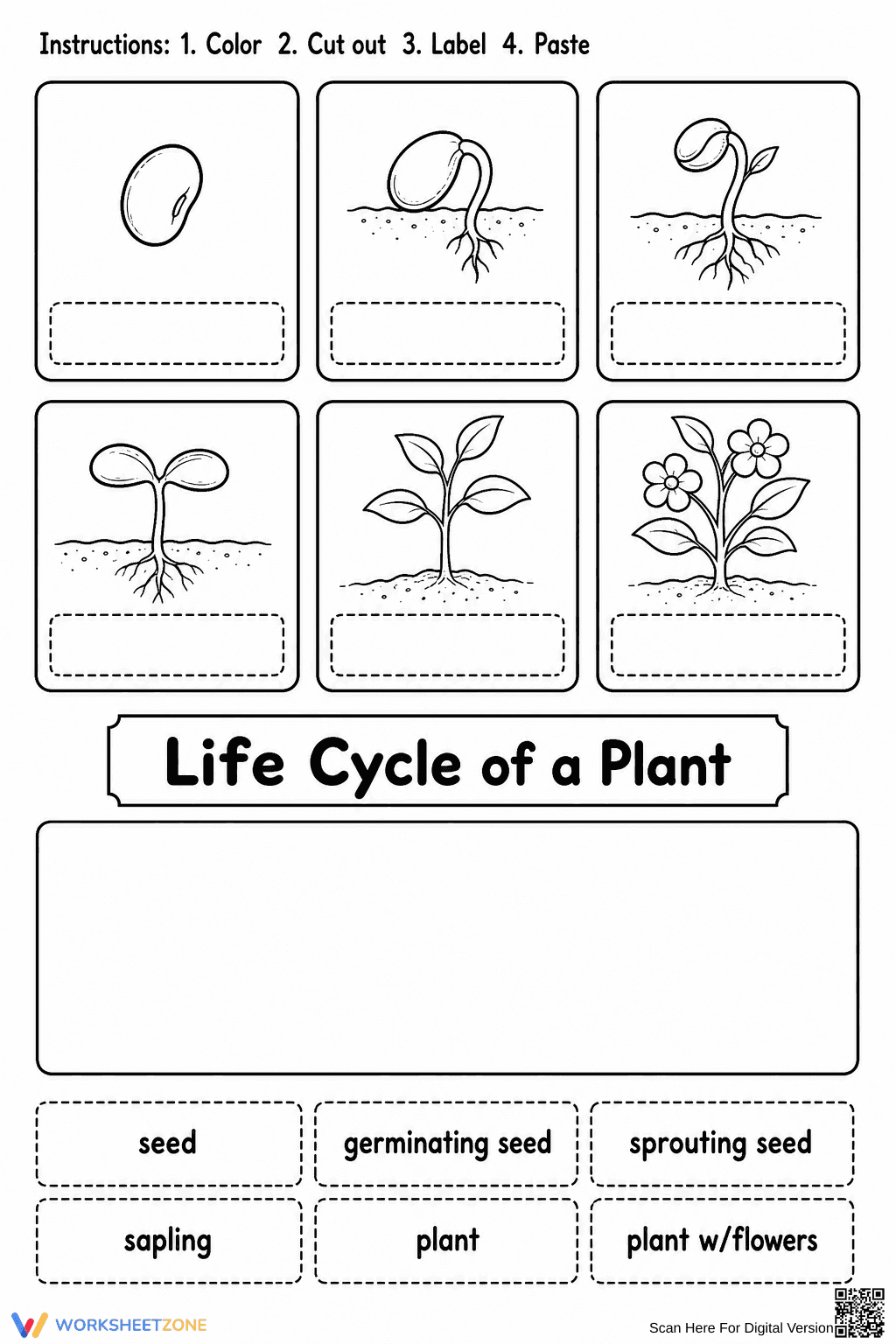 Grade 2 Plant Life Cycle — Printable No-Prep Worksheet - Page 1