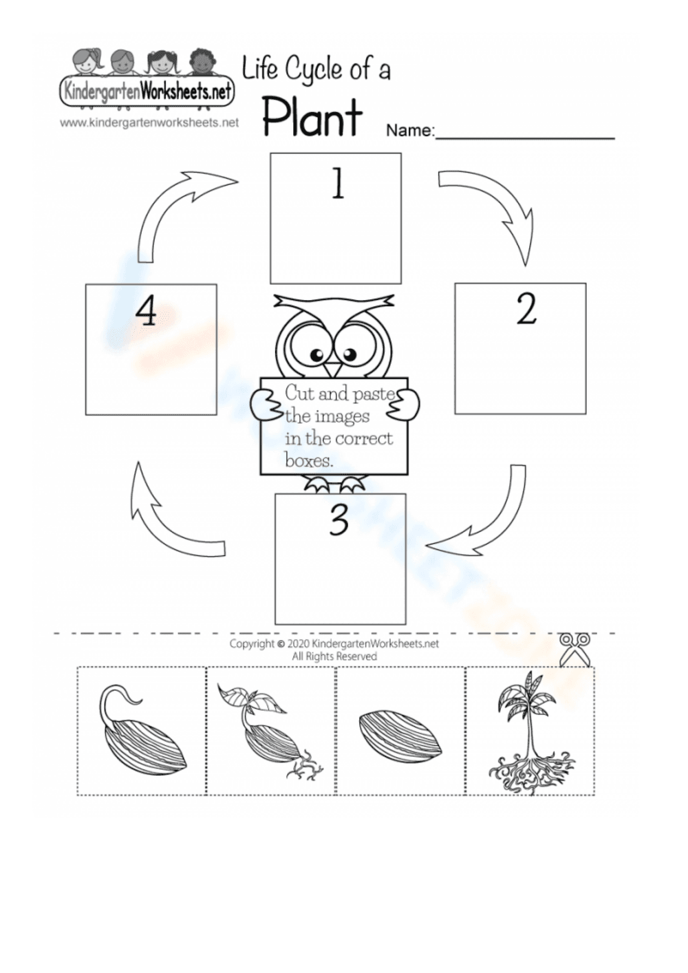 Plant Life Cycle: Engaging Biology Worksheet - Page 1
