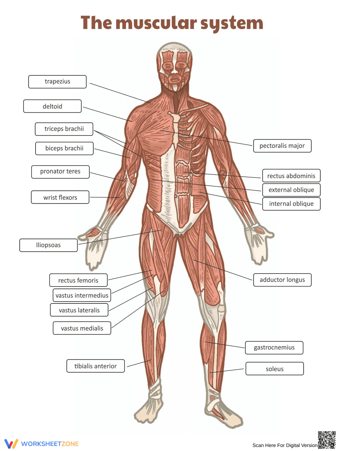 The Muscular System: A Worksheet - Page 1