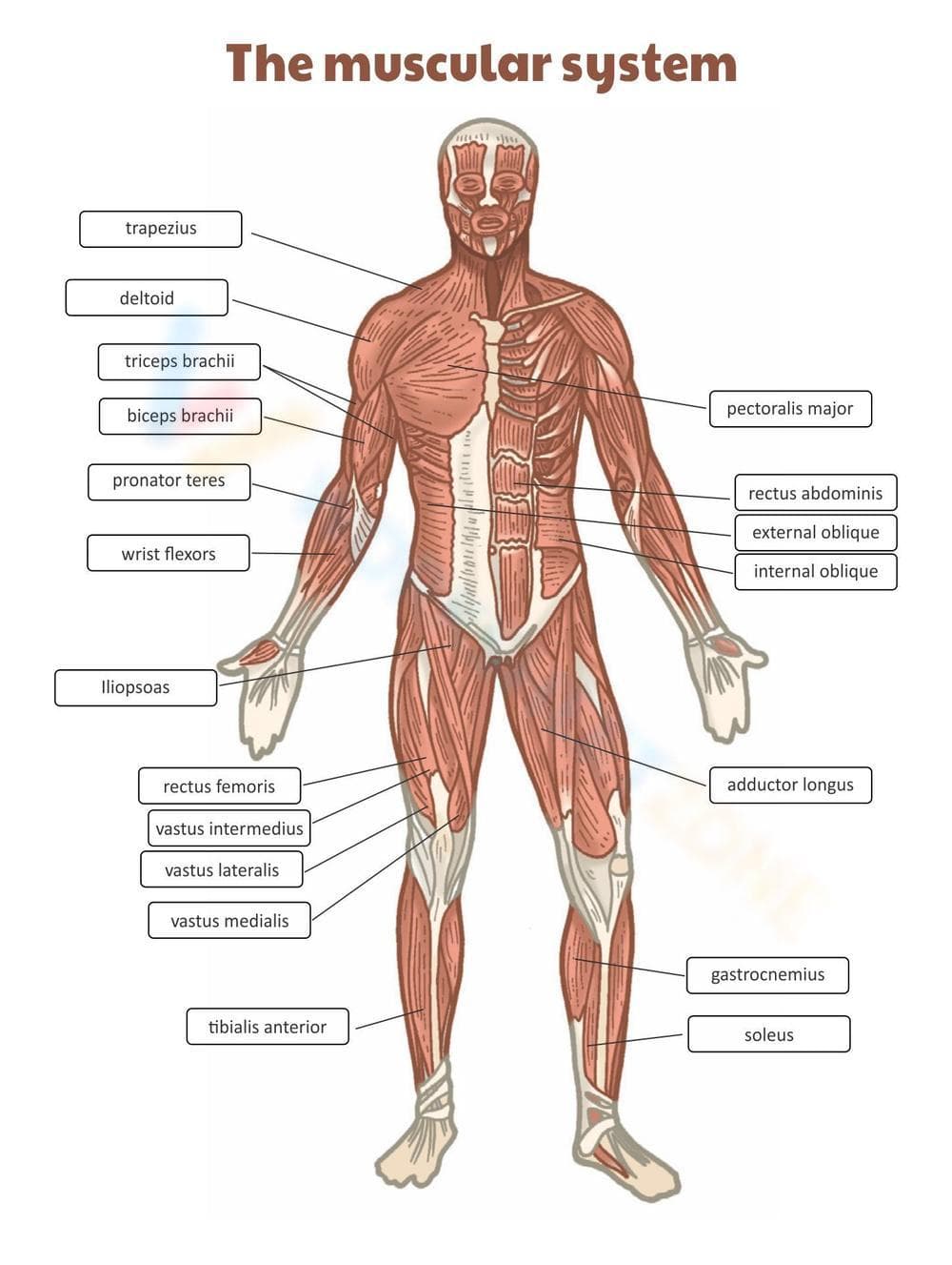 The Muscular System: A Worksheet - Page 1