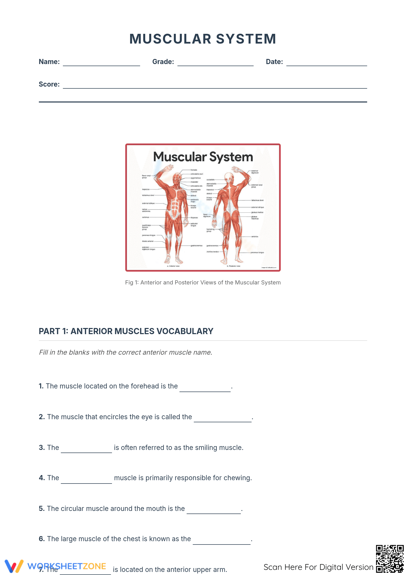 Human Muscular System Anatomy - Page 1