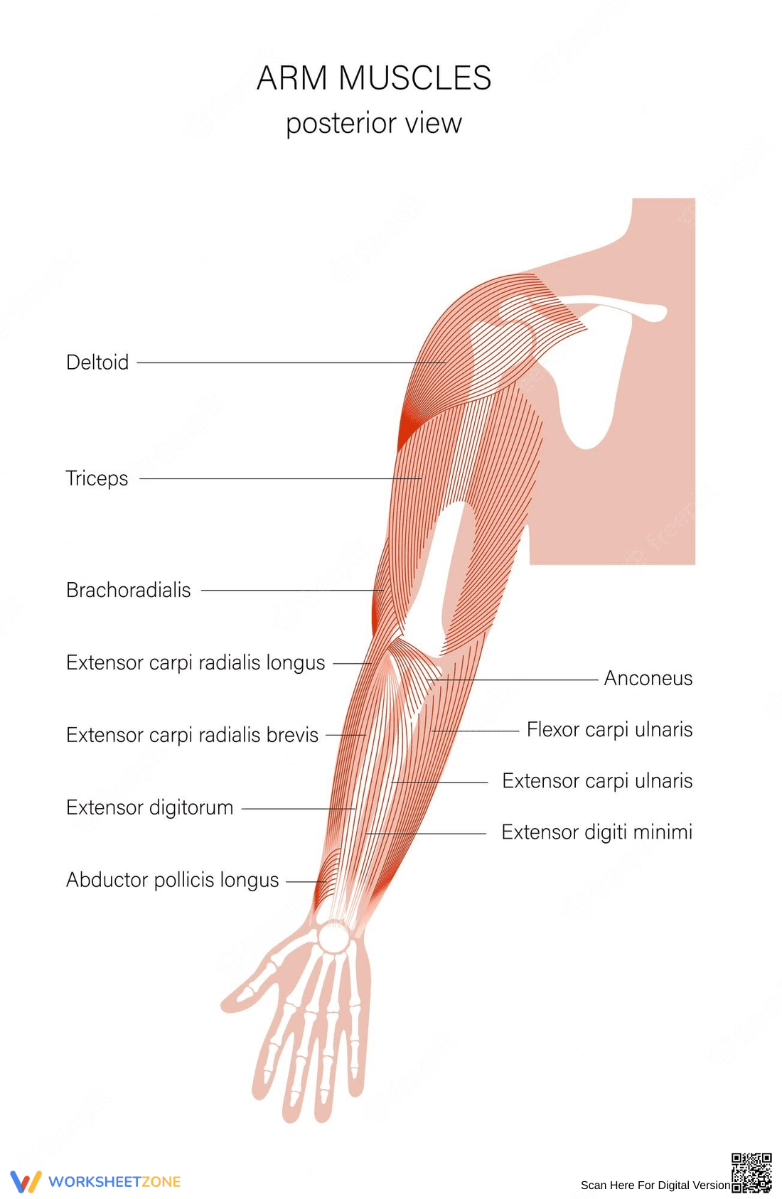 Anatomy of Arm Muscles Worksheet - Page 1