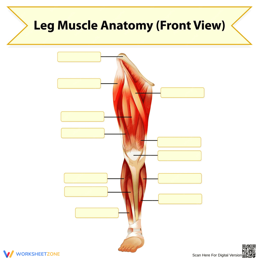 Leg Muscle Anatomy: Worksheet for Students - Page 1