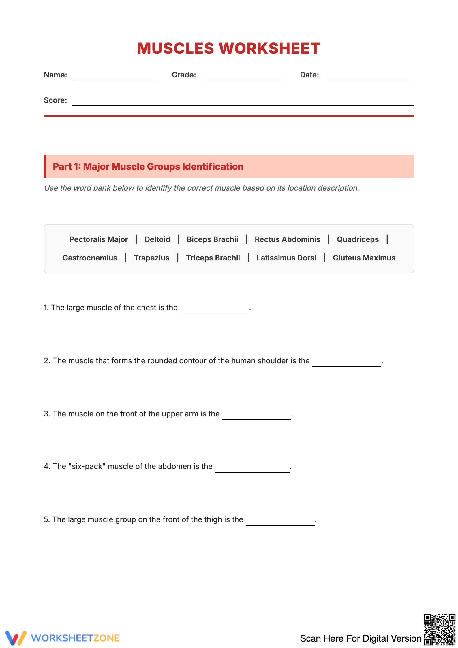 Muscle Worksheet: Anatomy Study Guide - Page 1