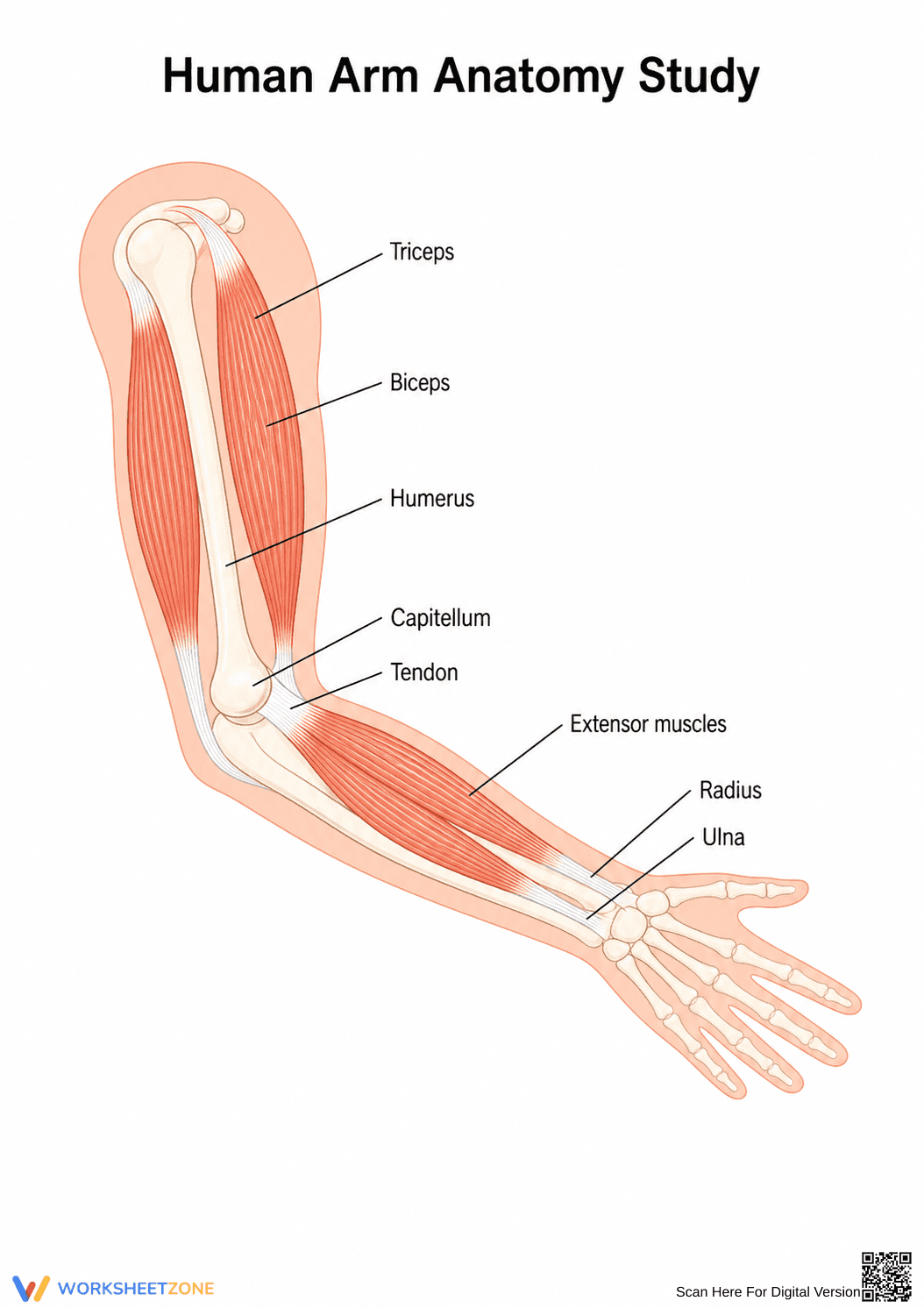 Grade 7 Human Arm Anatomy — Printable No-Prep Worksheet - Page 1
