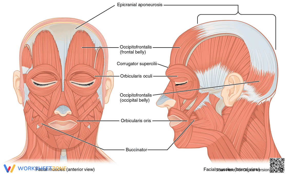 Facial Muscles: A Detailed Anatomy - Page 1