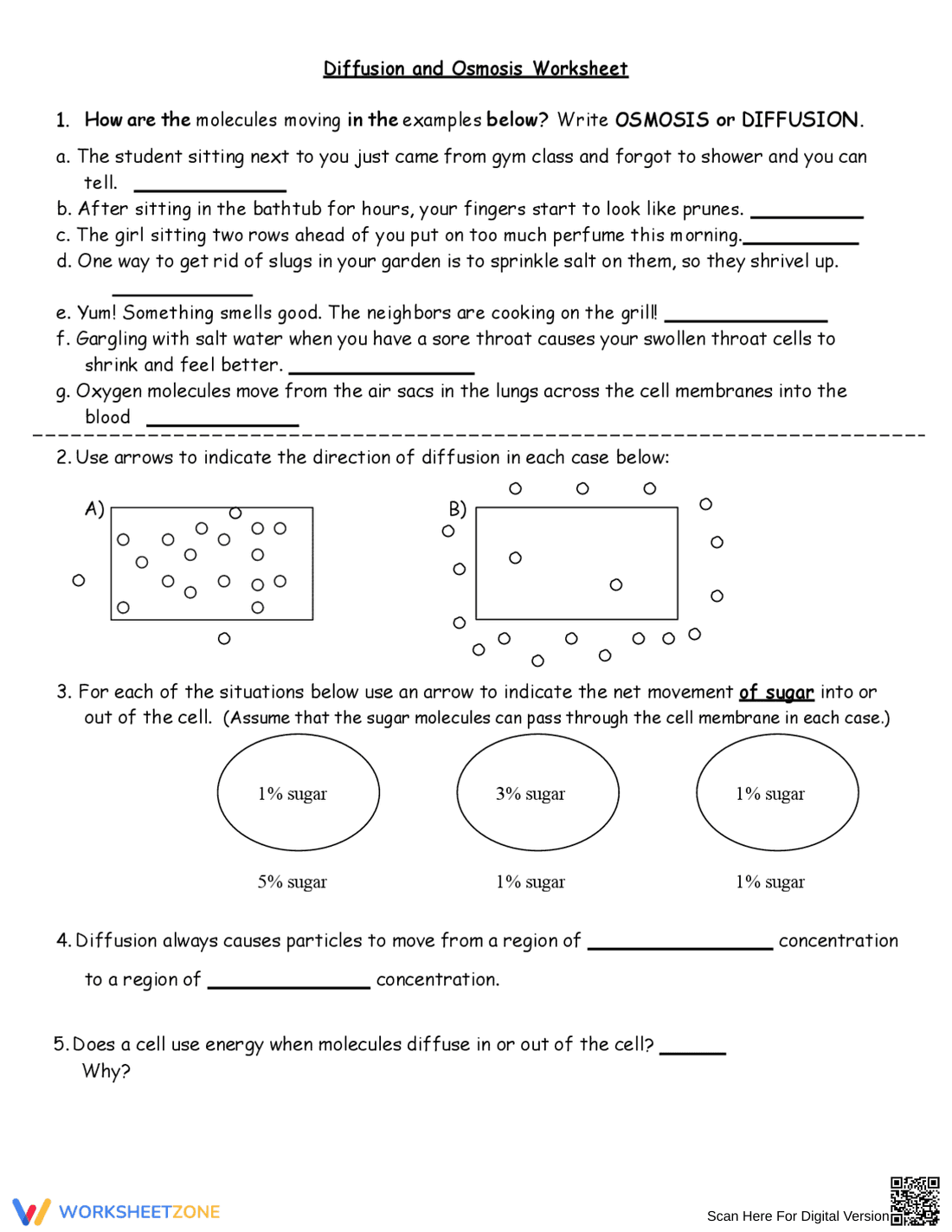 Diffusion and Osmosis Worksheet - Page 1