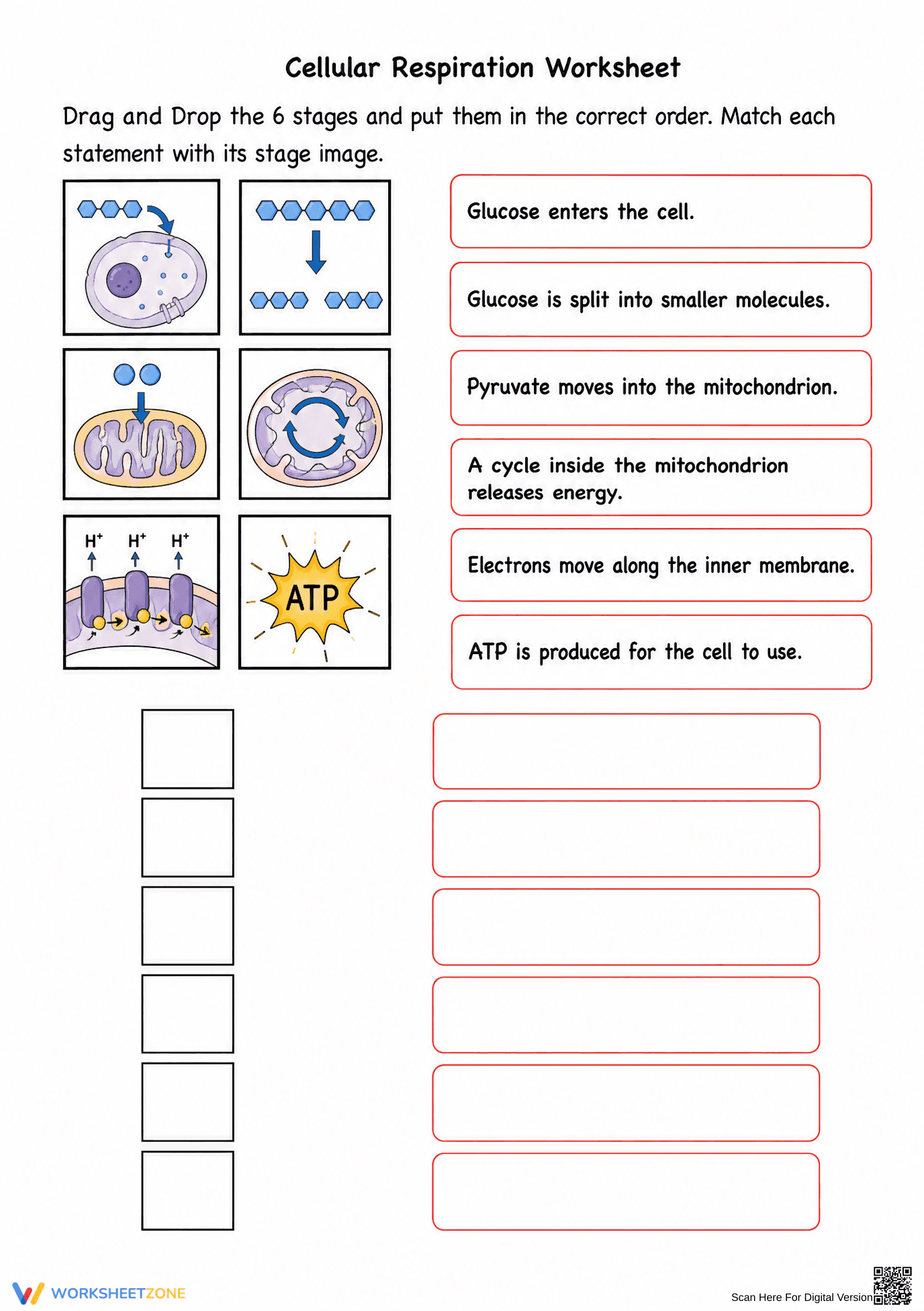 Printable Cellular Respiration Worksheet | Grade 9-10 - Page 1