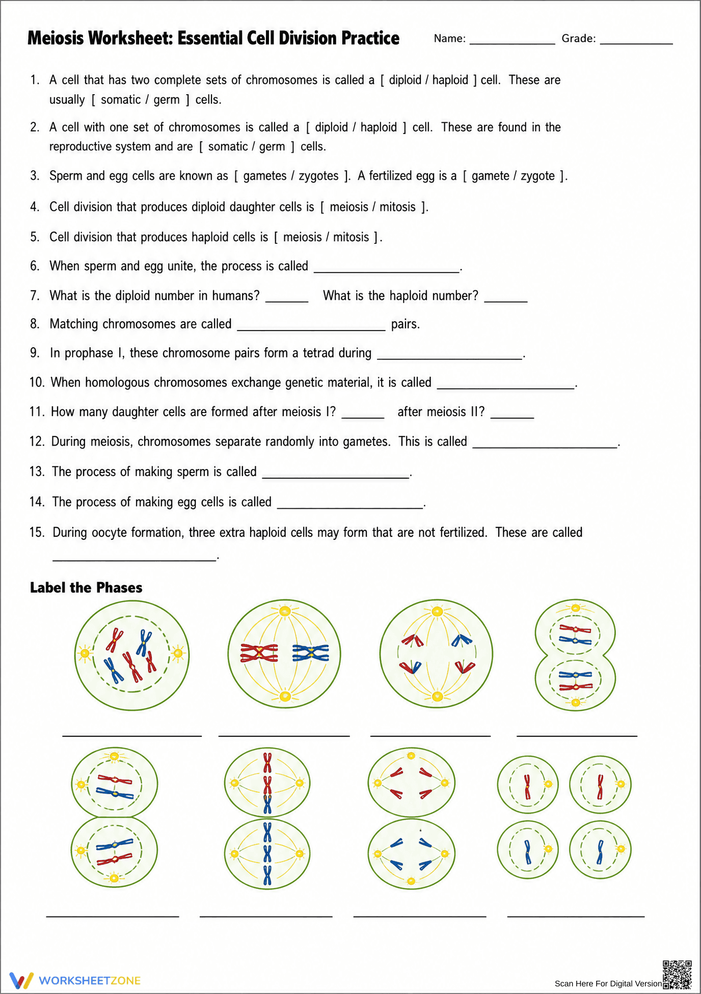 Essential Meiosis Worksheet | Grade 9-10 Biology - Page 1