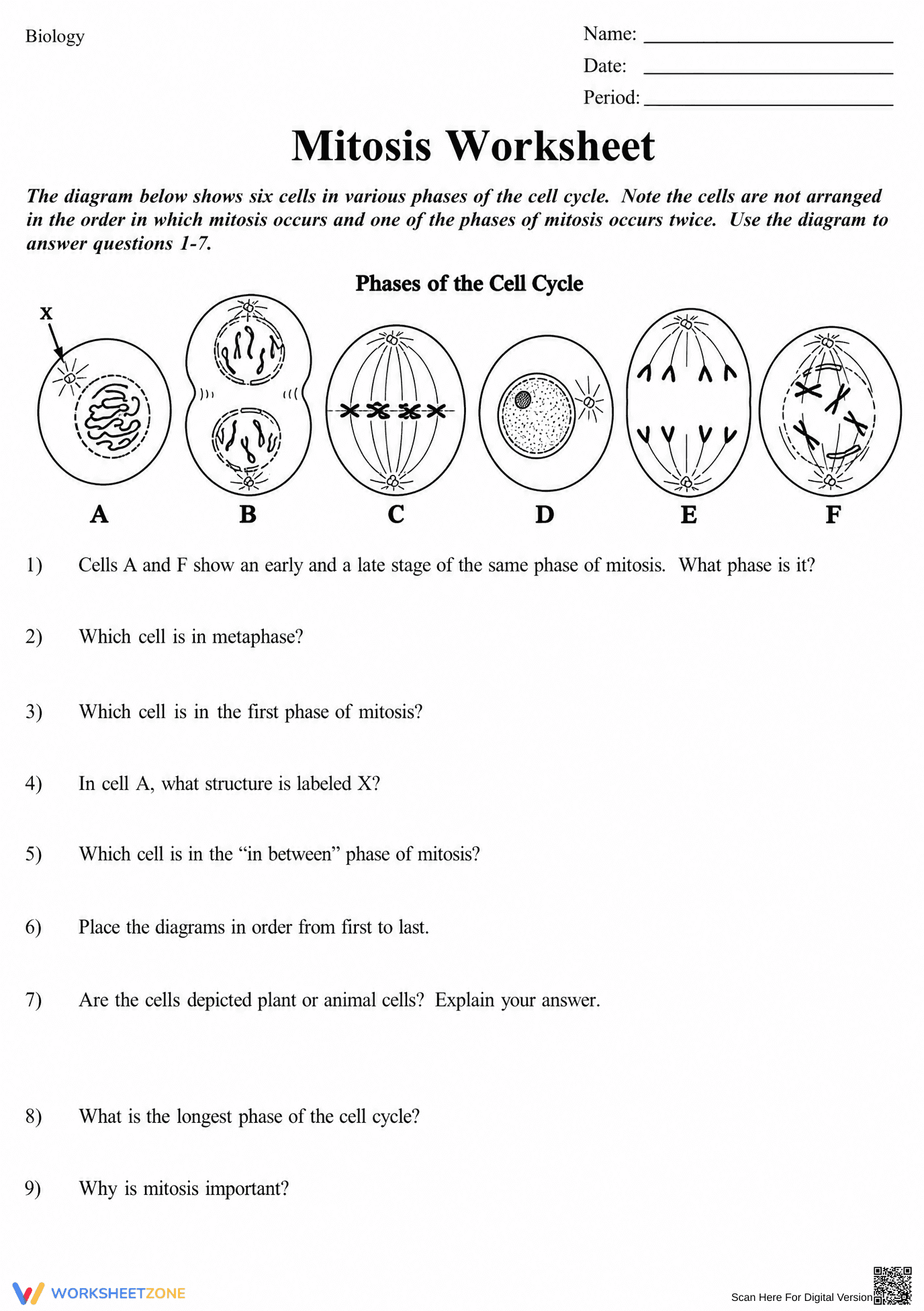 Mitosis Worksheet: Essential Cell Cycle Practice for Biology - Page 1