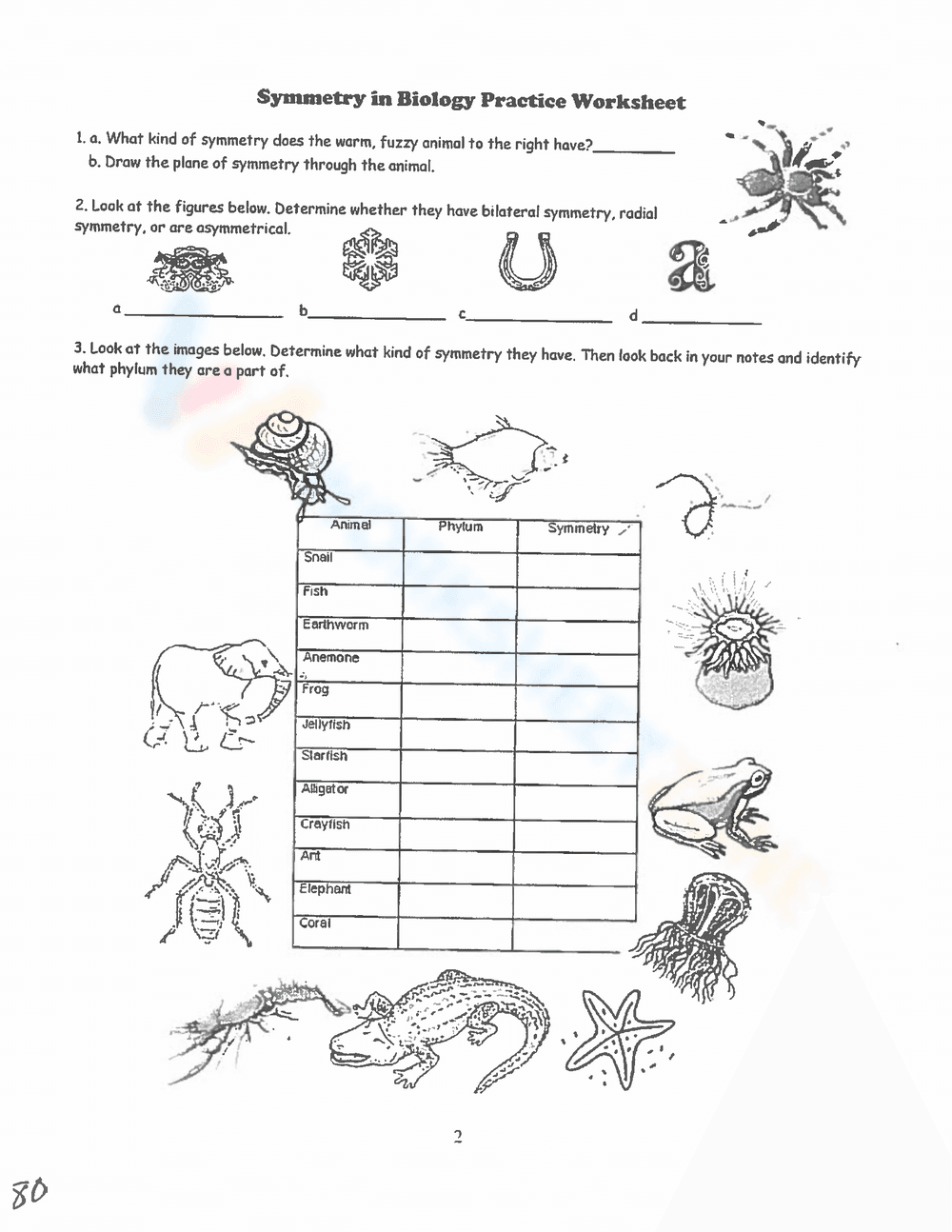 Symmetry in Biology Essential Practice | Grade 6-12 - Page 1