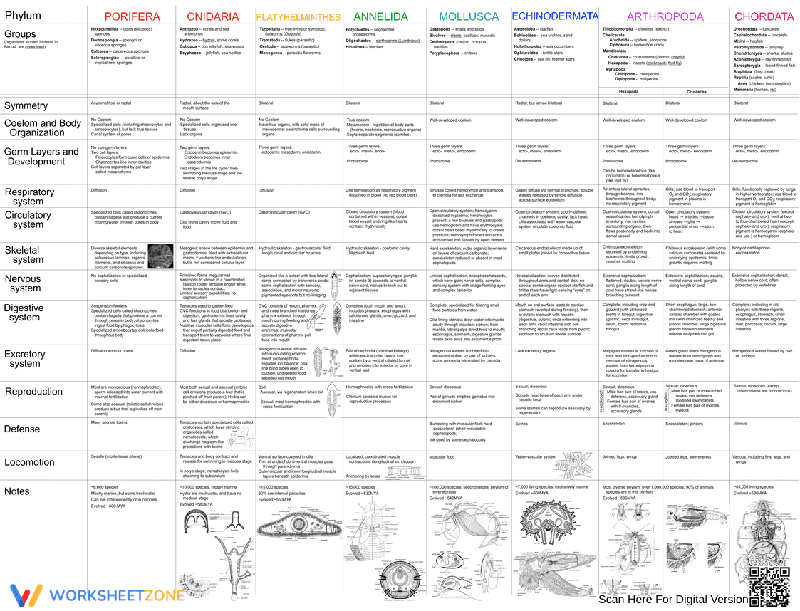 Animal Phylum Comparison Chart | Essential Biology Guide - Page 1