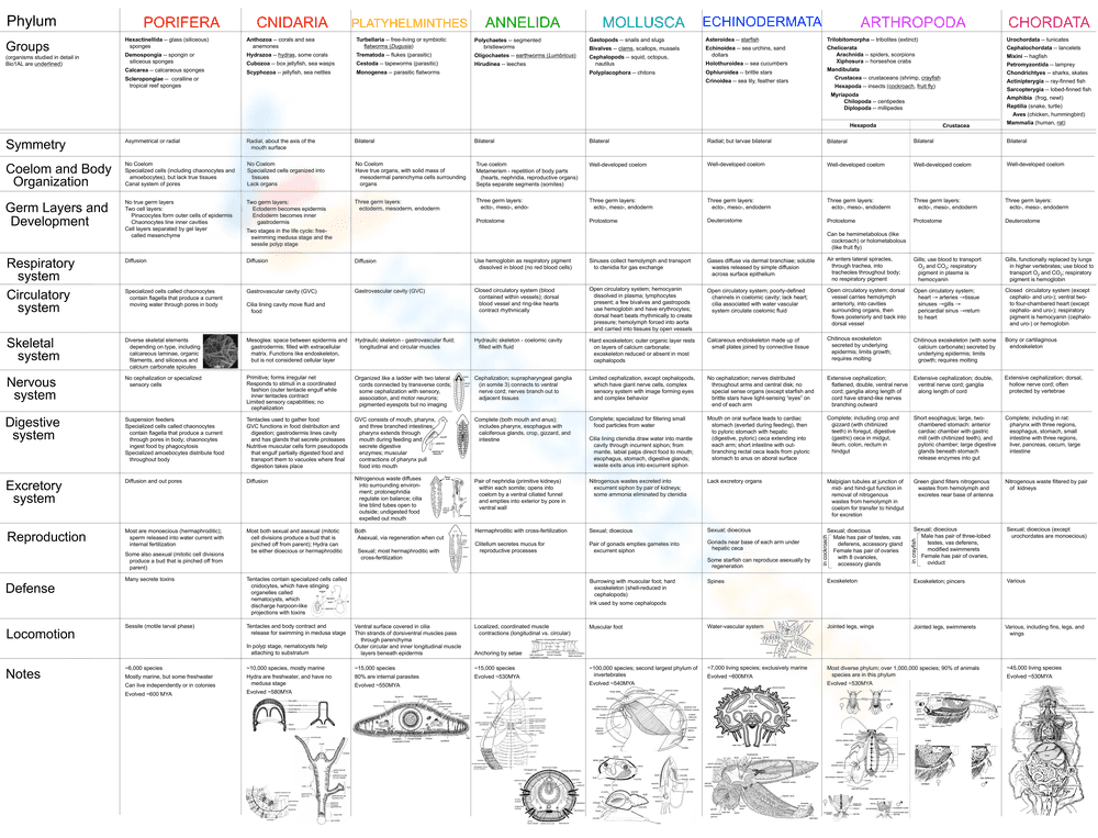 Animal Phylum poster - Page 1