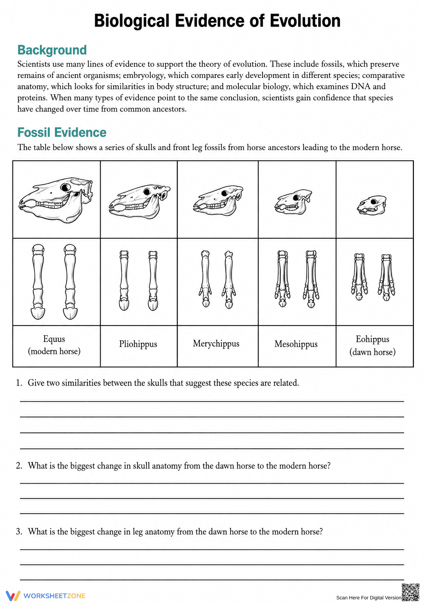 Grade 8 Fossil Evidence — Printable No-Prep Worksheet - Page 1