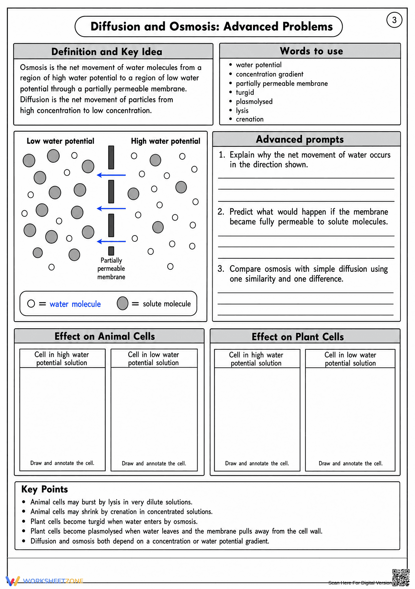 Grade 10 Osmosis & Diffusion — Printable No-Prep Worksheet - Page 1