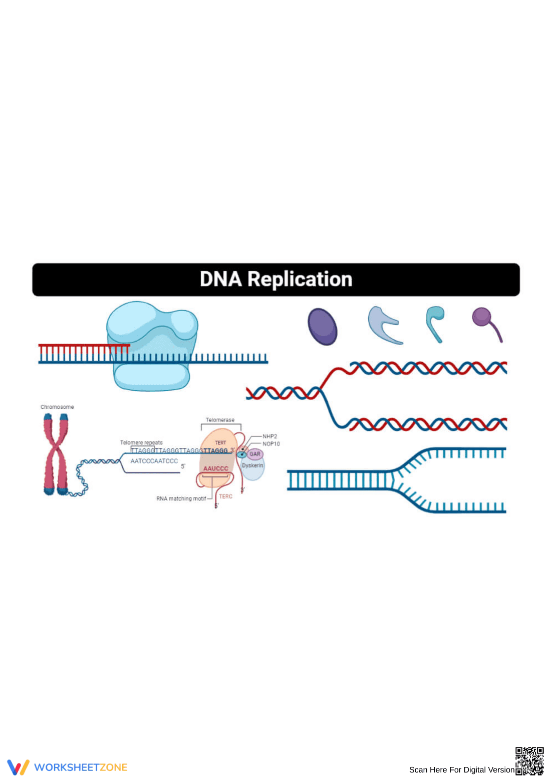 DNA Structure and Replication - Page 1