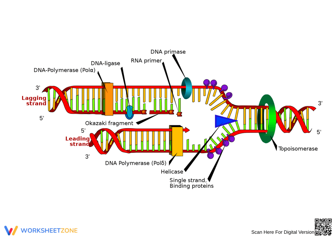 Fundamentals of DNA Structure - Page 1