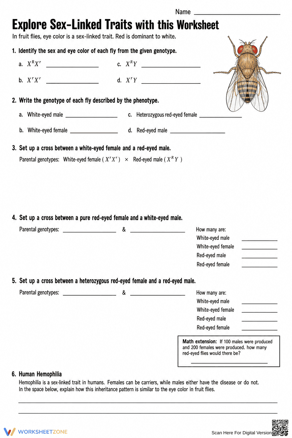 Sex-Linked Traits Worksheet | Grade 9 Biology Printable - Page 1