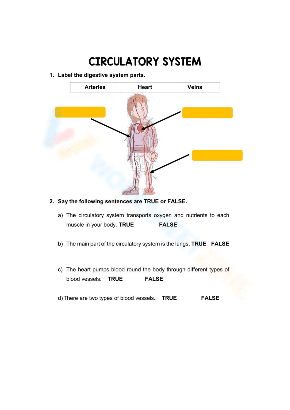Circulatory System Worksheet - Page 1