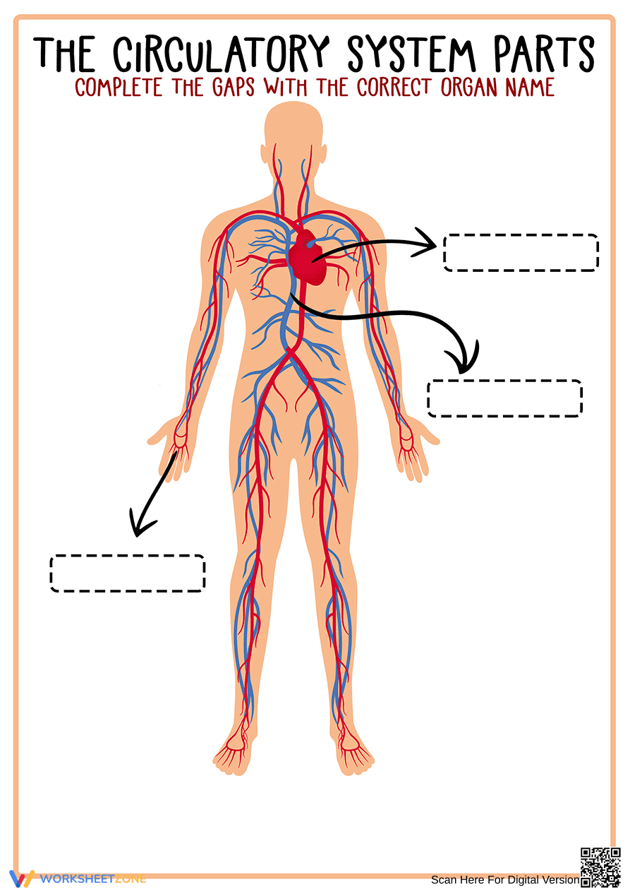 Explore the Circulatory System Parts - Page 1