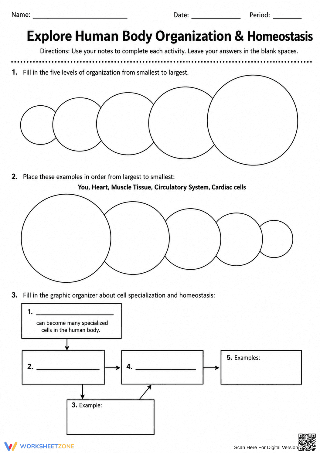 Human Body Organization Worksheet | Essential Grade 6-9 - Page 1