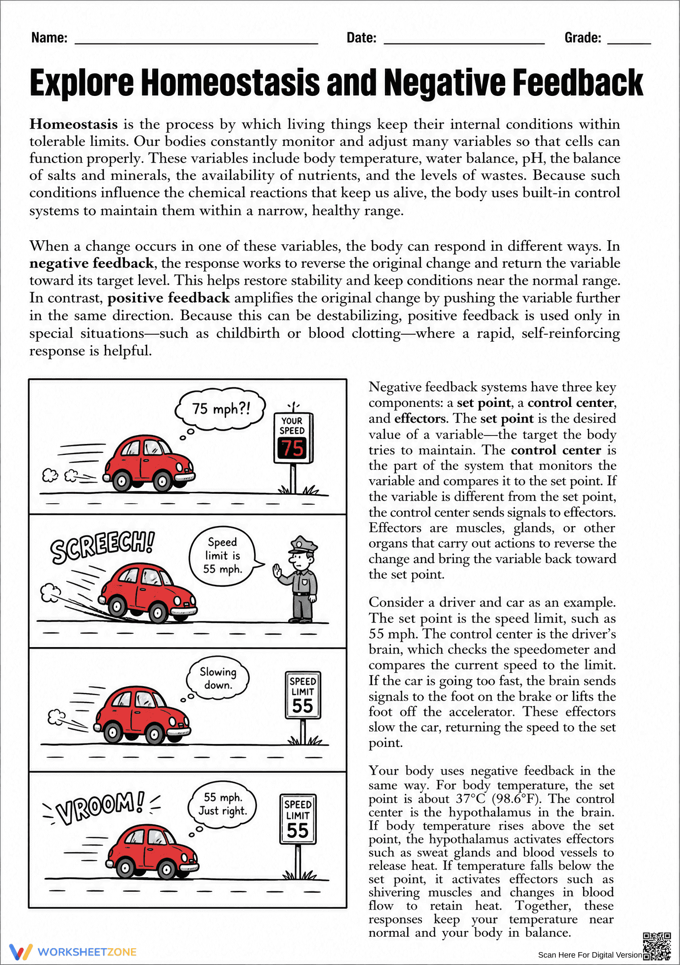 Printable Homeostasis Worksheet | Grade 9-12 Biology - Page 1