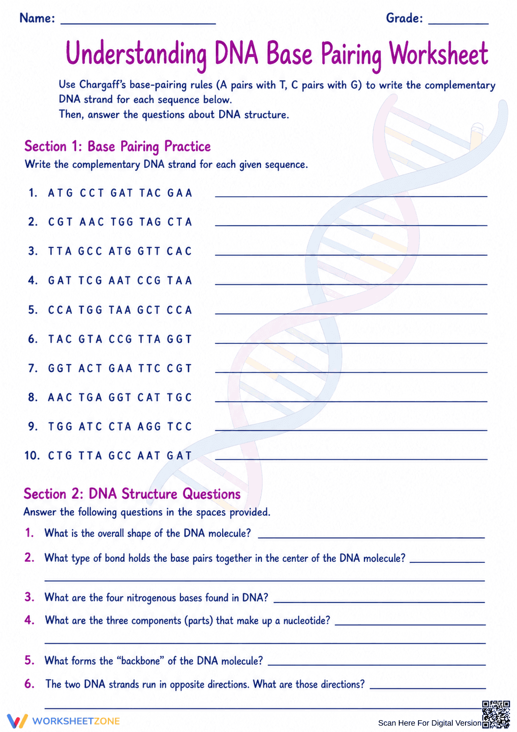 DNA Base Pairing Worksheet | Essential Grade 9-12 Biology - Page 1