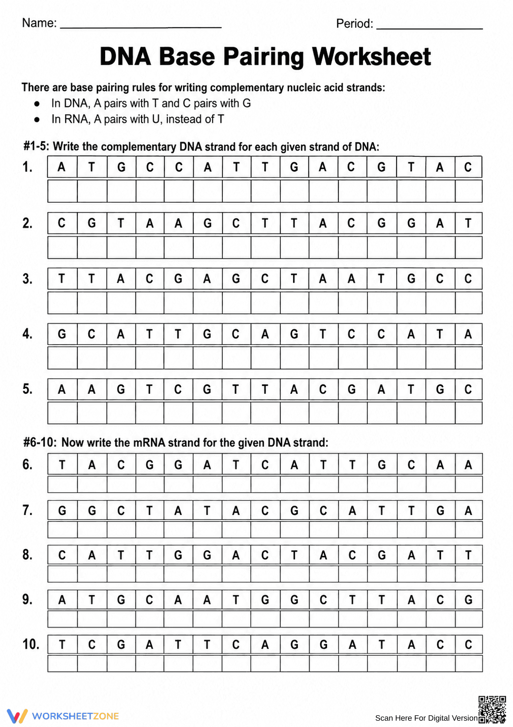 Essential DNA Base Pairing Worksheet | Grades 9-12 - Page 1