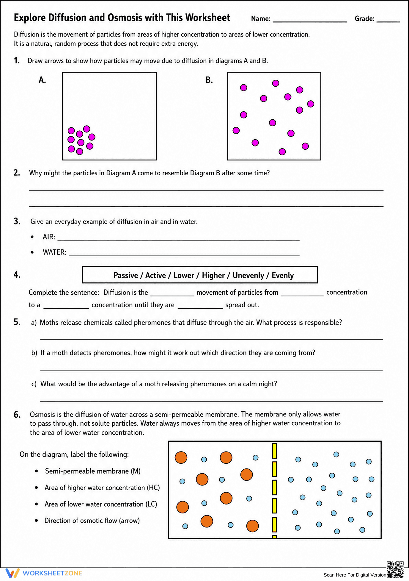 Diffusion and Osmosis Worksheet | Grade 7-9 Essential - Page 1