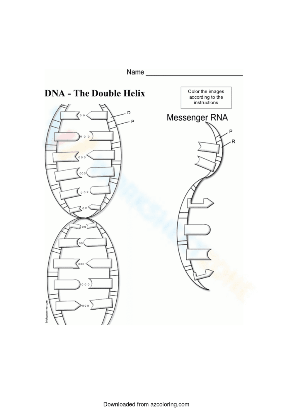 DNA Structure Coloring Worksheet | Grade 9 Essential - Page 1
