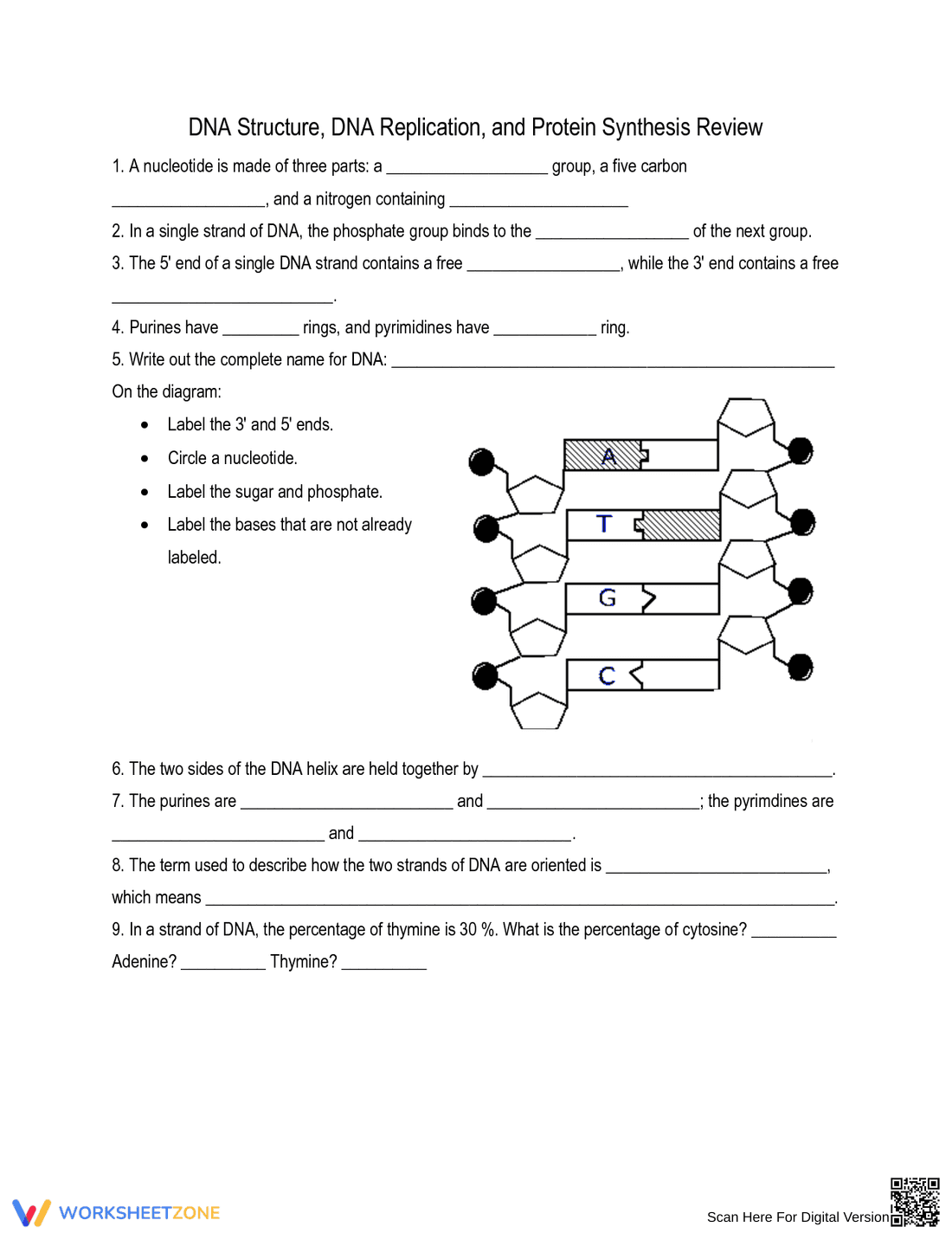 DNA Structure and Replication Review Worksheet - Page 1