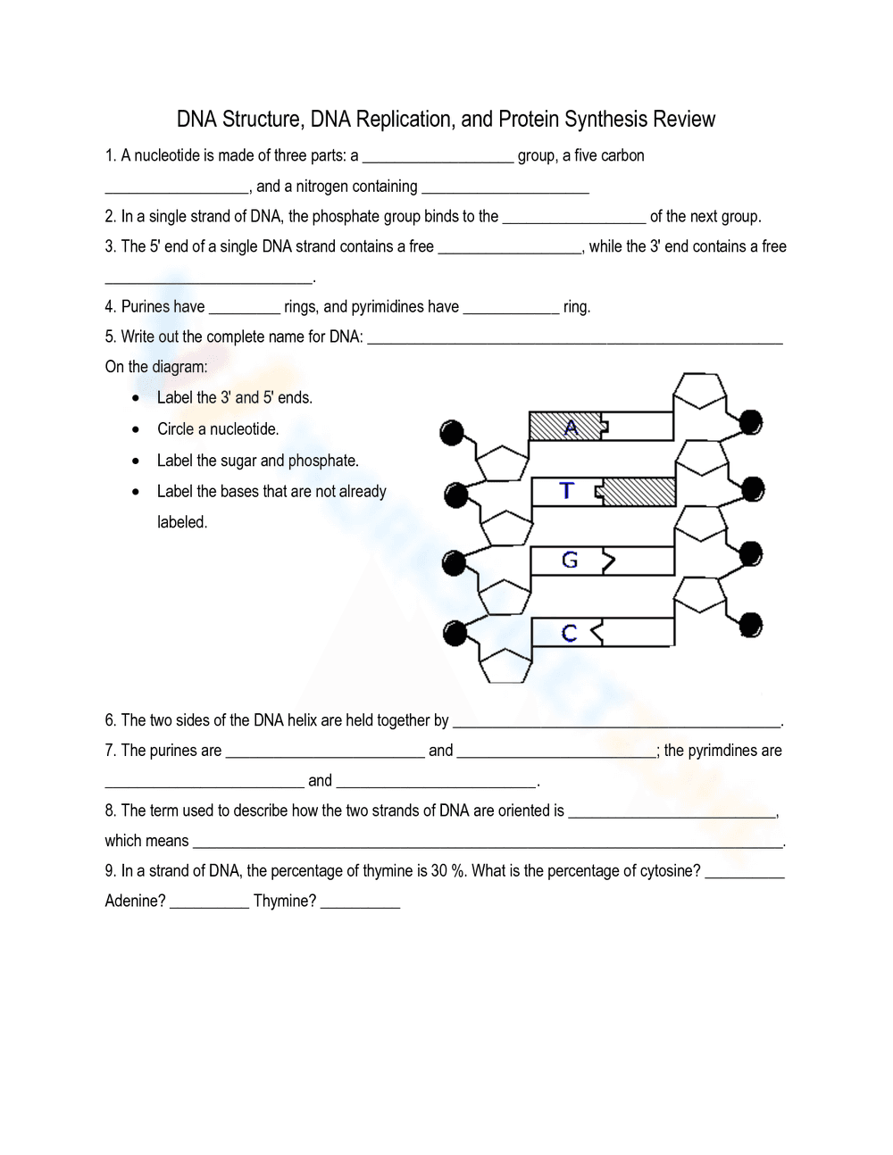 DNA Structure and Replication Review Worksheet - Page 1
