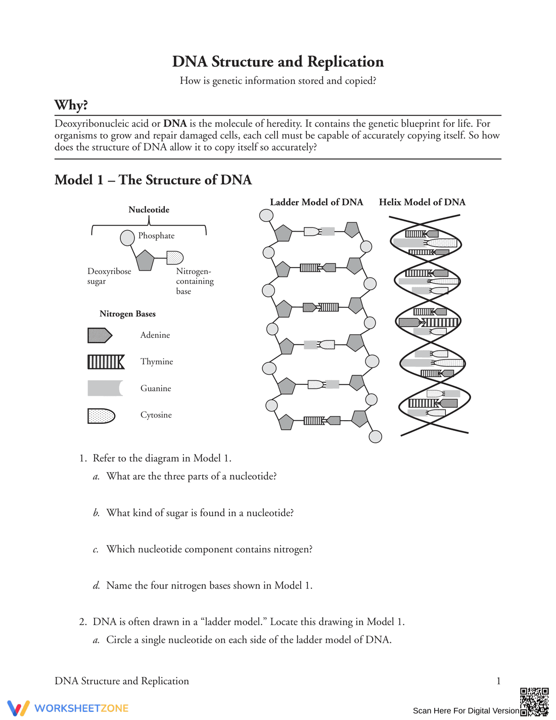 Updated DNA Structure and Replication Worksheet - Page 1