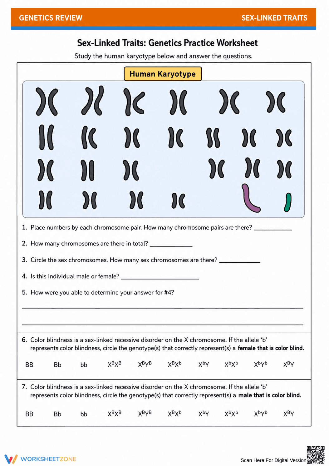 Essential Sex-Linked Traits Worksheet | Grade 9-12 Biology - Page 1