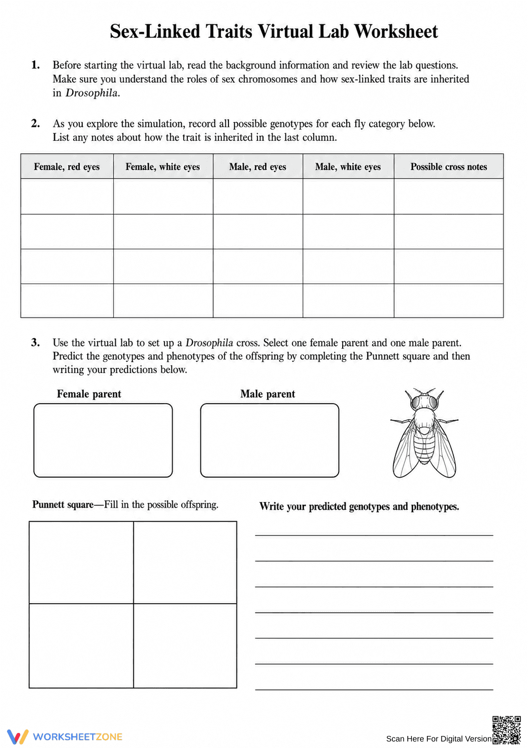 Sex-Linked Traits Virtual Lab | Essential Biology Worksheet - Page 1