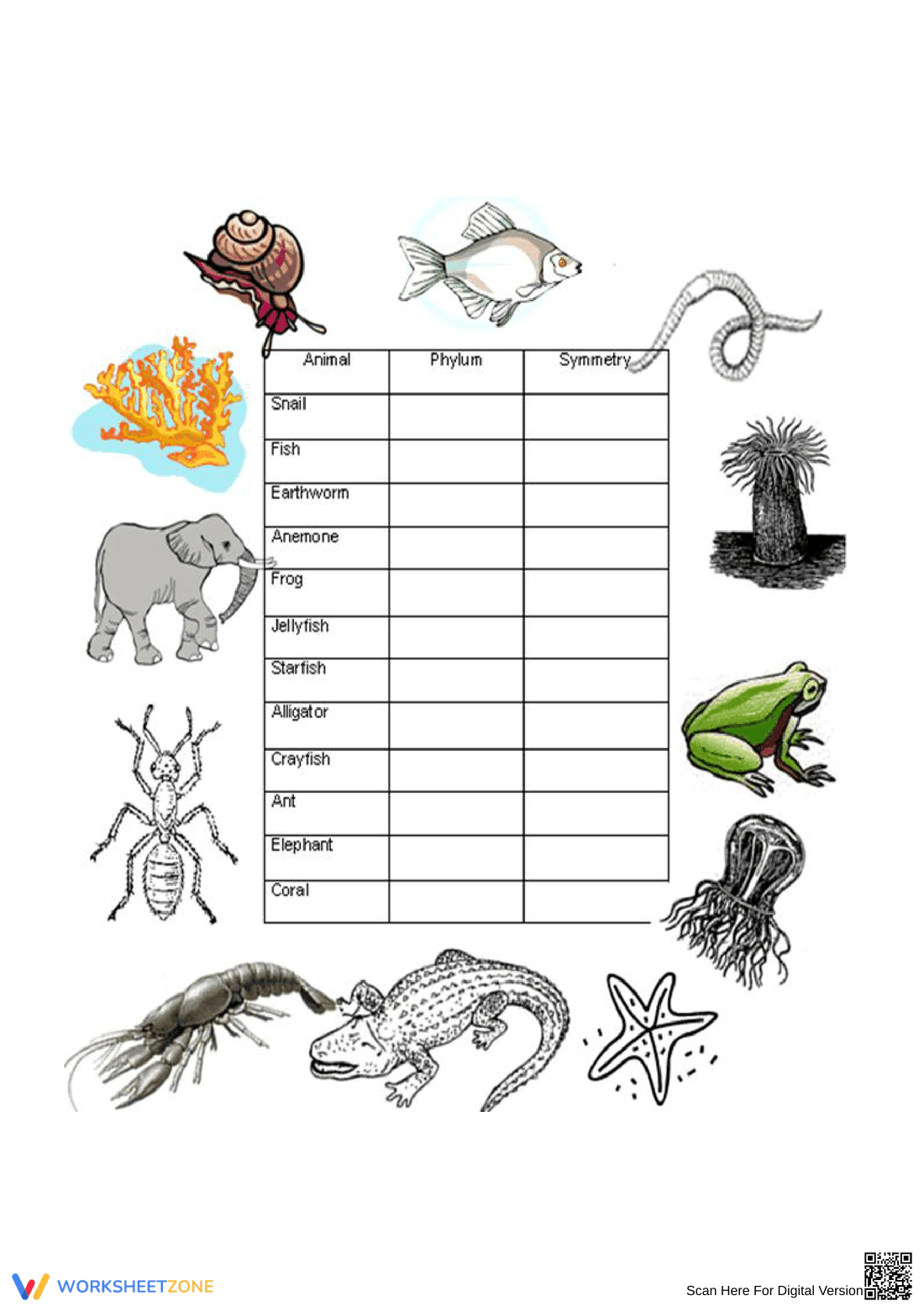 Animal Phyla and Symmetry Worksheet | Essential Biology - Page 1