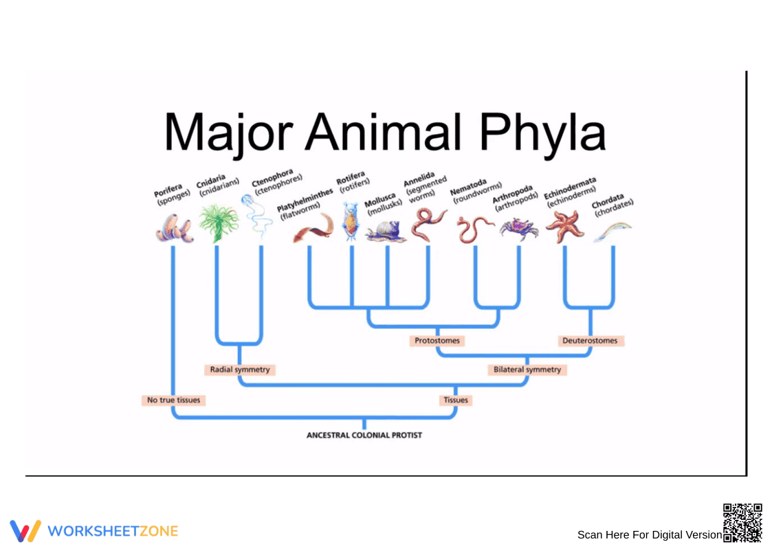 Animal Phyla and Symmetry Guide | Essential Biology - Page 1
