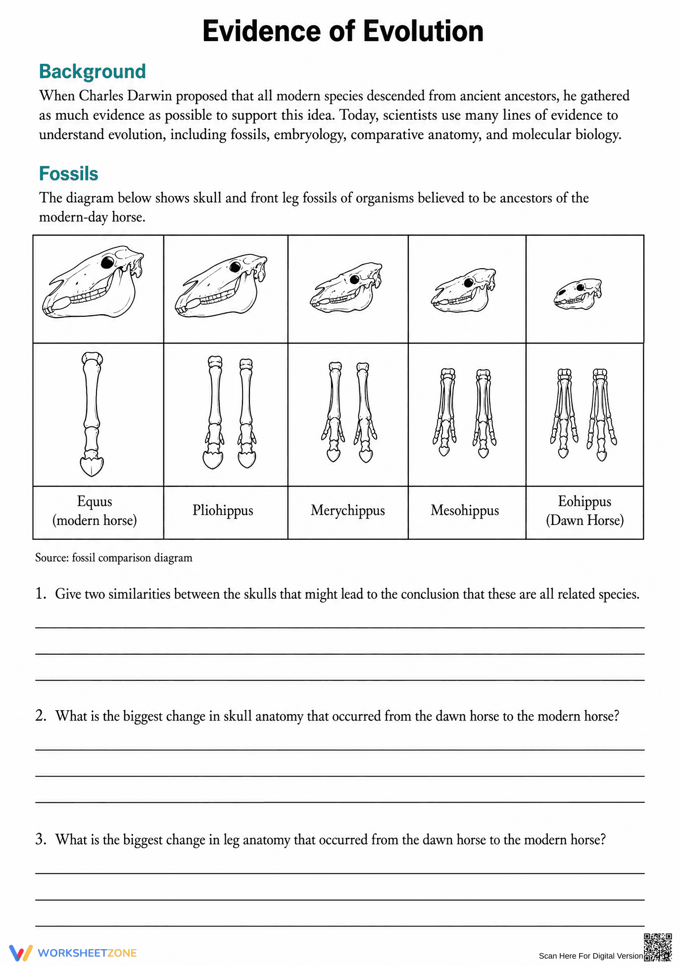 Grade 8 Evidence of Evolution — Printable No-Prep Worksheet - Page 1