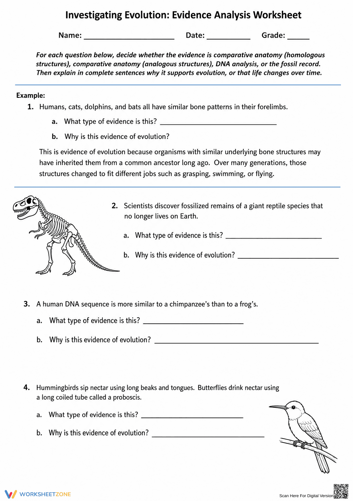 Evidence for Evolution Worksheet | Essential Grade 9-12 - Page 1