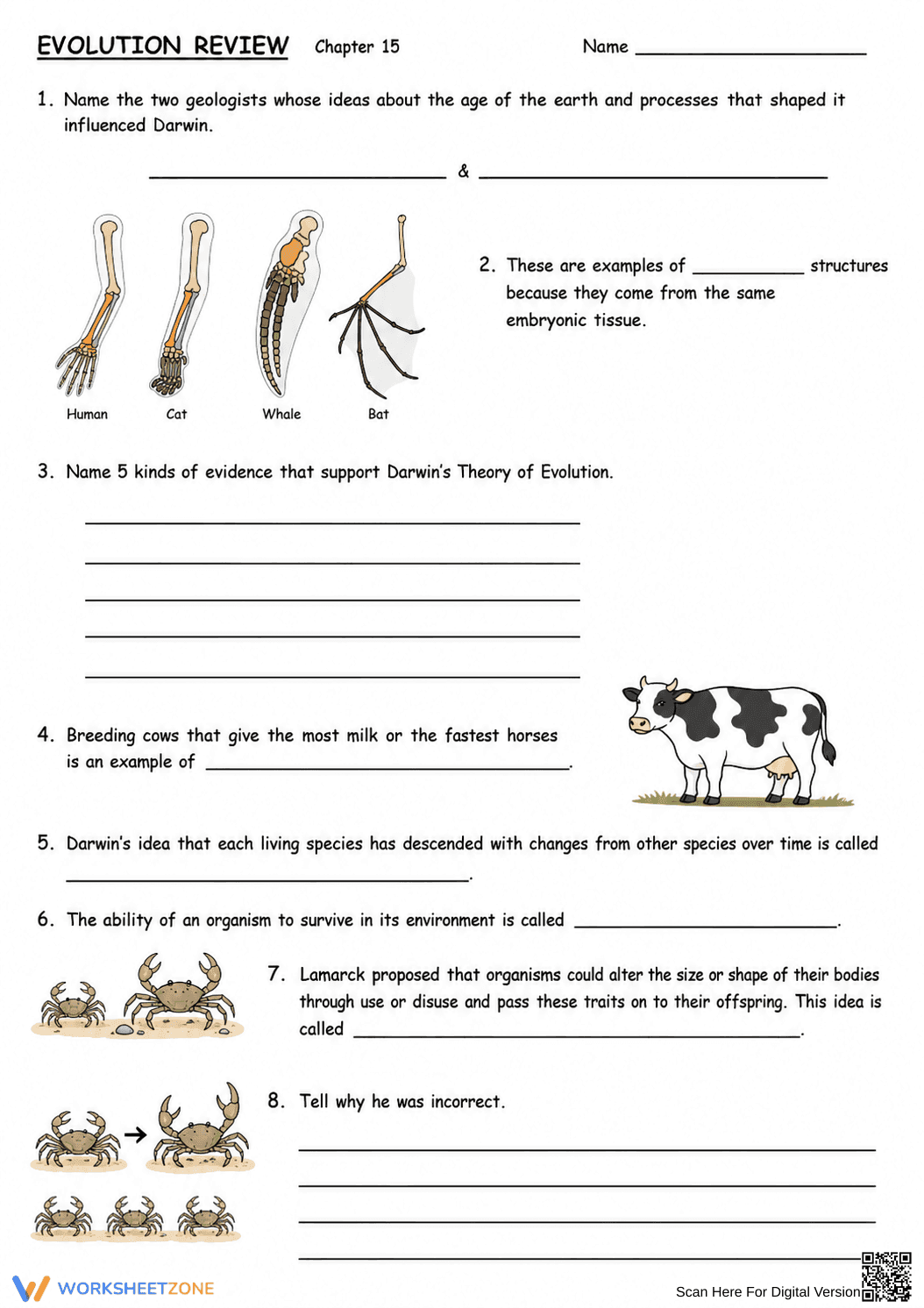 Evolution Review Worksheet | Grade 11-12 Essential Guide - Page 1