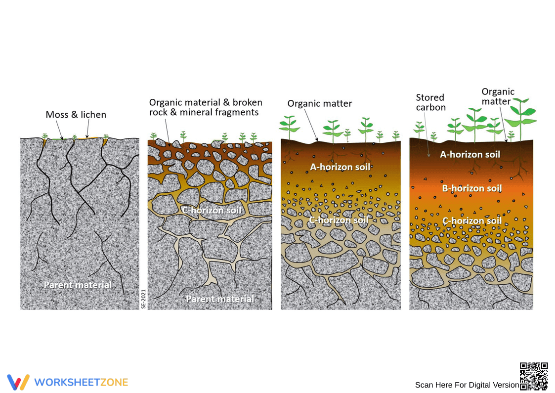 Understanding Soil Components Worksheet - Page 1