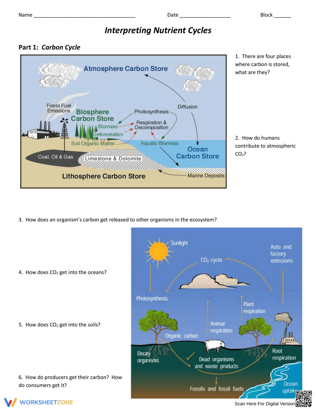 Interpreting Nutrient Cycles: An Engaging Worksheet - Page 1