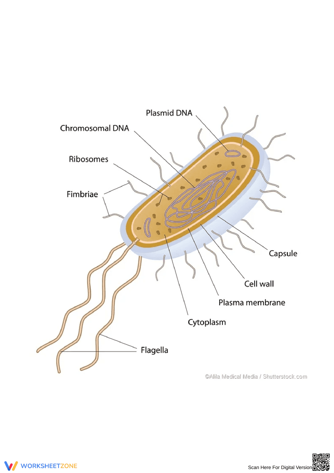 Prokaryote and Eukaryote Cells: Biology Worksheet - Page 1