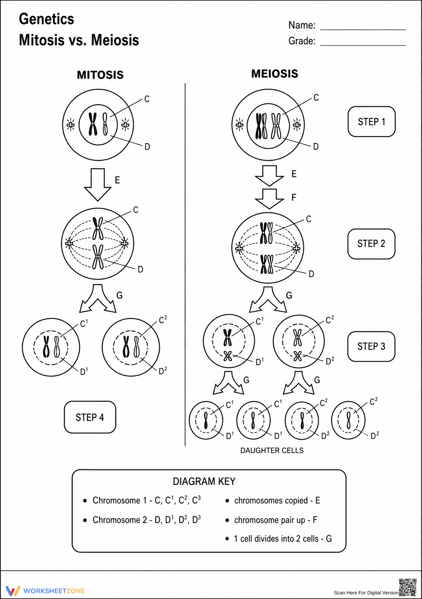 Grade 9 Mitosis vs. Meiosis — Printable No-Prep Worksheet - Page 1