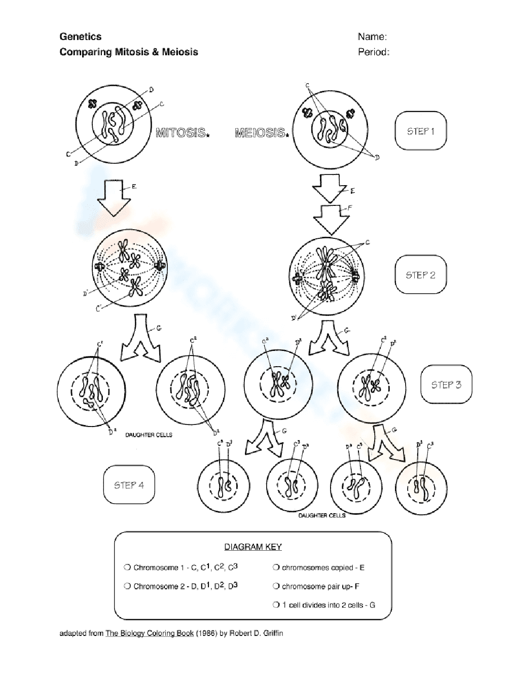 Mitosis vs. Meiosis - Page 1